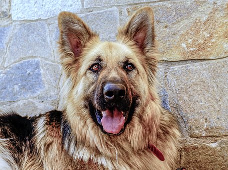 Here Are Some Tips To Keep Your Dog Happy For Years.