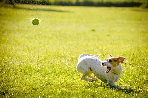 Read These Tips To Be The Best Dog Owner!