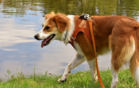 Looking For Help With Your Dog? Look No Further