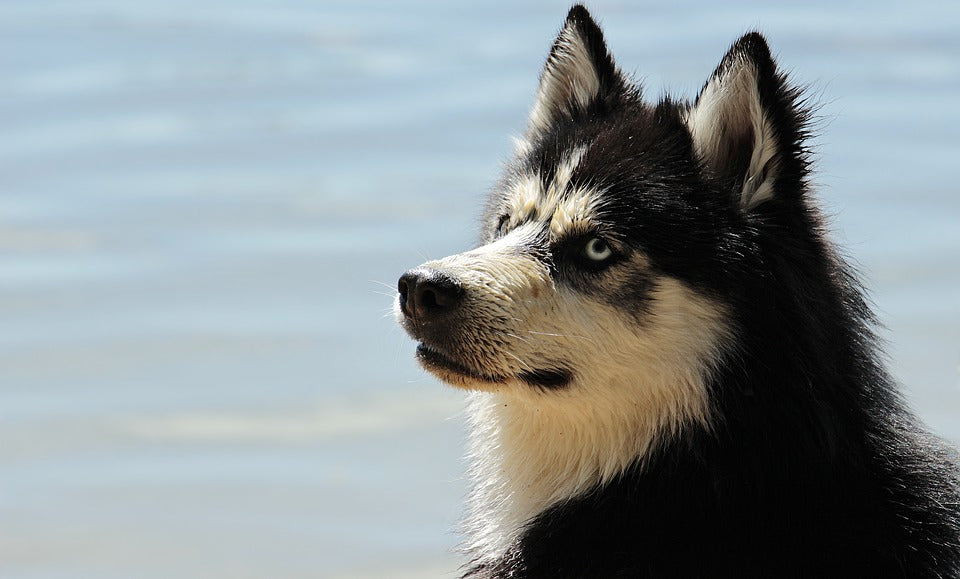 Confused About Your Canine? Read This For Clarity