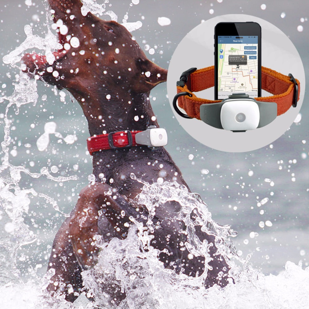 Pet Activity GPS Monitor Collar