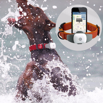 Pet Activity GPS Monitor Collar