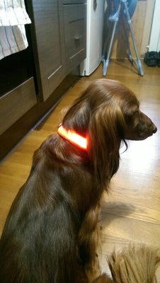 Night Safety Nylon LED Pet Collar