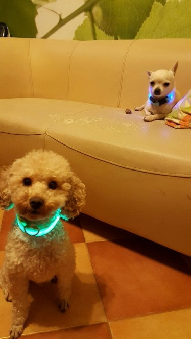 Night Safety Nylon LED Pet Collar